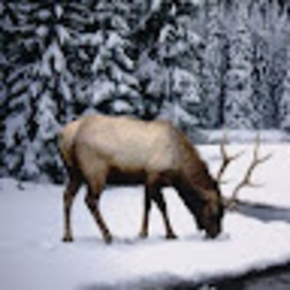 Meet your Posher, Steven